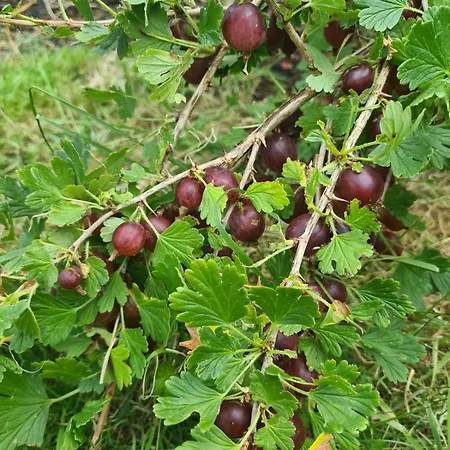 度假居 Cosy With Organic Garden