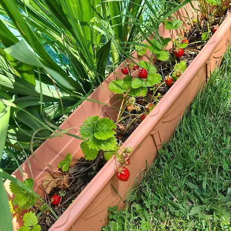 度假居 Cosy With Organic Garden *