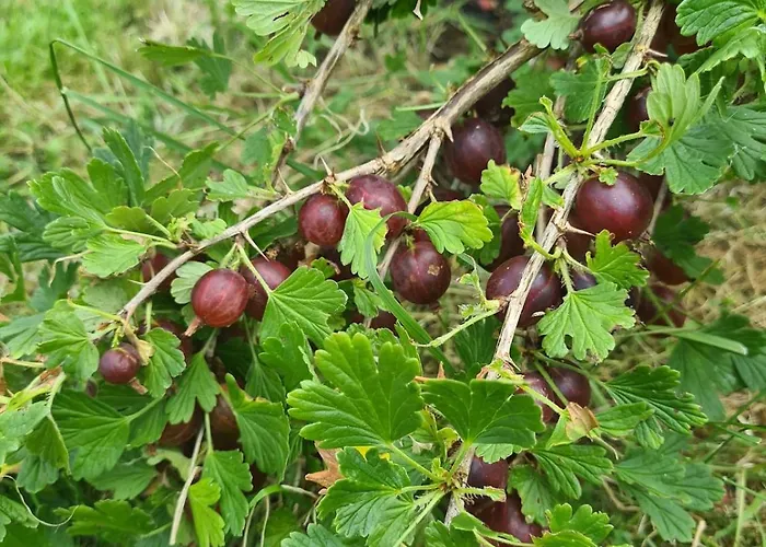 Hébergement de vacances Cosy With Organic Garden