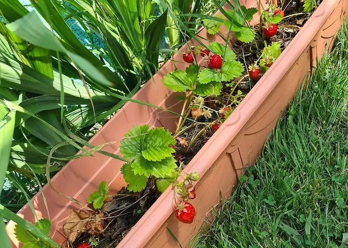 Hébergement de vacances Cosy With Organic Garden *